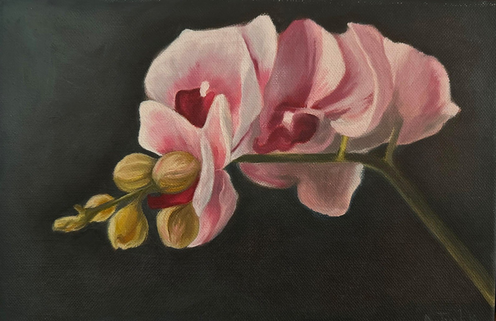 Phalaenopsis — Ulei pe pânză · 25 × 30 cm · 2022